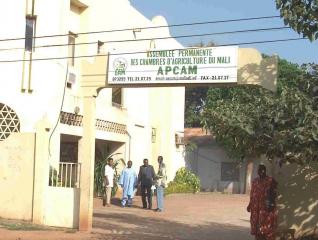 COURSE A LA PRESIDENCE DE L’APCAM : Bakary Doumbia décrié pour sa mauvaise gestion de l’interprofession de la filière maïs
