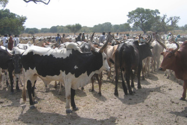 Cherté du prix des bœufs sur les marchés de bétails en cette période de Ramadan : Les consommateurs invitent le Gouvernement à sécuriser les zones d’élevage