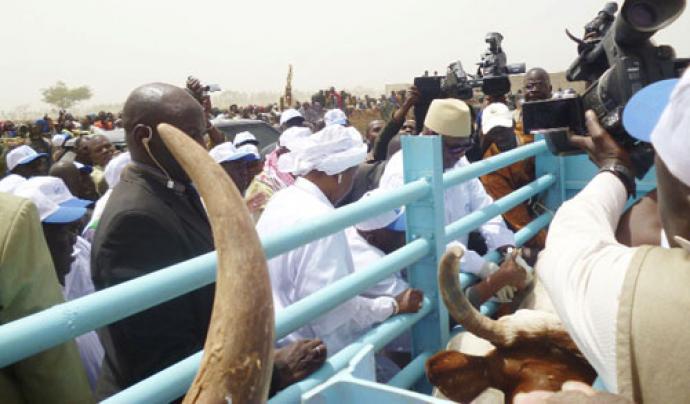 Campagne nationale de vaccination  du cheptel 2021-2022 au Mali : - Choguel Kokalla Maïga inocule la première dose de vaccin  / - Plus de 67  millions d’animaux sont   concernés