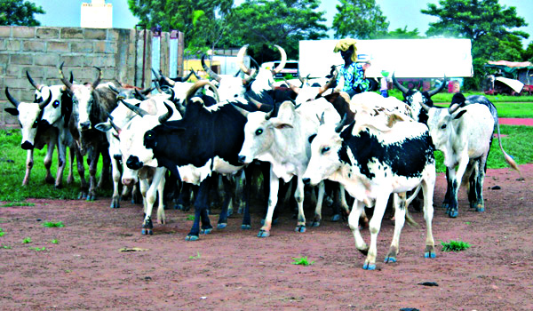 Pour insolvabilité du ministère de l’élevage et de la pêche : Des fabricants refusent de souscrire aux 16 000 t d’aliments bétail d’IBK
