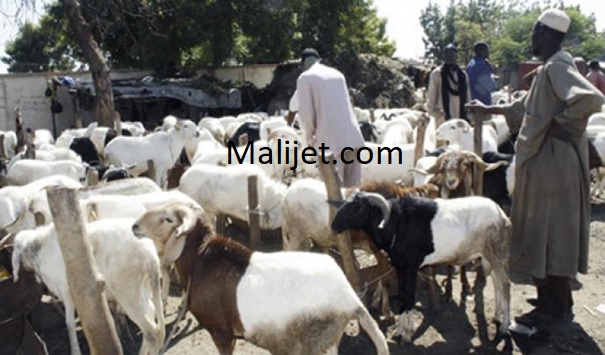 Cherté des aliments du bétail: Les éleveurs préoccupés pour le tabaski prochain